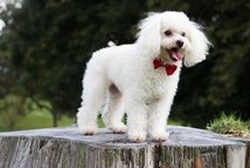 アニマル遠隔ヒーリングの感想　犬の腎臓病が改善