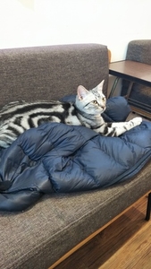 絶対にダウンジャケットの上で休む猫