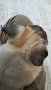 犬・猫と触れ合うと、ペットヒーリングの依頼があるという不思議
