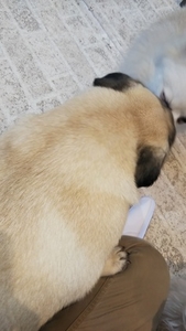 鎌倉に行ったらパグの階級が上がっていた