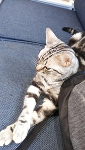 また鎌倉へ　今日は猫