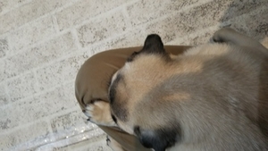 パグを膝に乗せてたら、こっそりおしっこされる