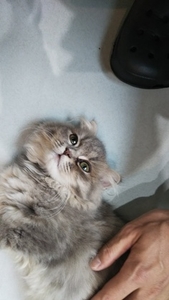 マンチカンズ　子猫を撫でる