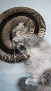 マンチカンズ　ダンボールにハマったまま寝る子猫