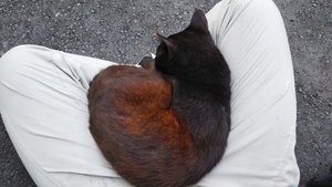元町の野良猫