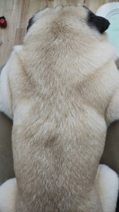 久しぶりに鎌倉へ　スリムになったパグ