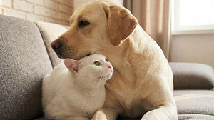 ペット終末期ケアヒーリング　1日〜　10,000円+ドネーション